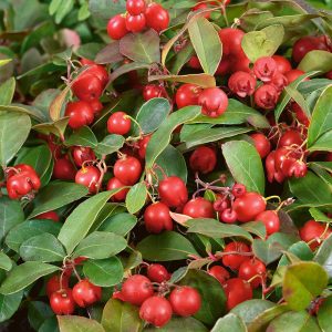 1-berries